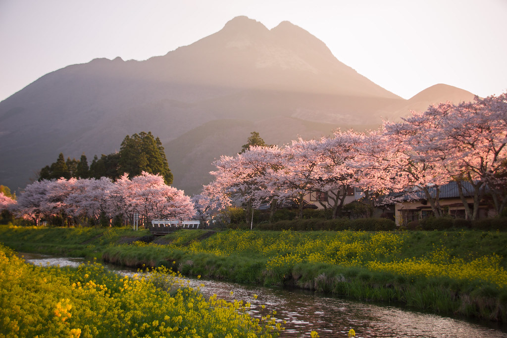 Sakura and sunrise over Mount Yufu