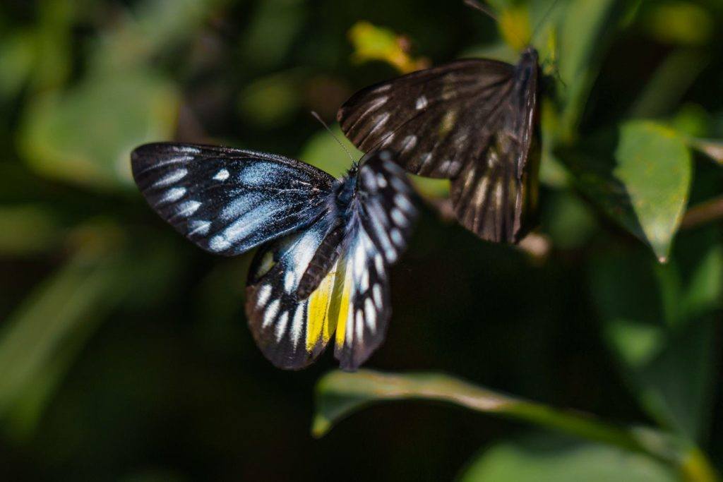 a couple of butterflies that are sitting on a plant.