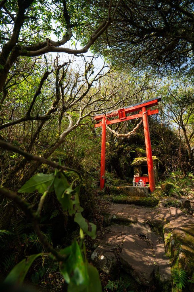 a red tori tori gate in the middle of a forest.