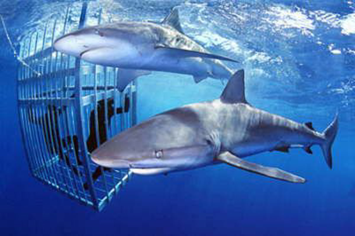 two dolphins in a cage swimming in the ocean