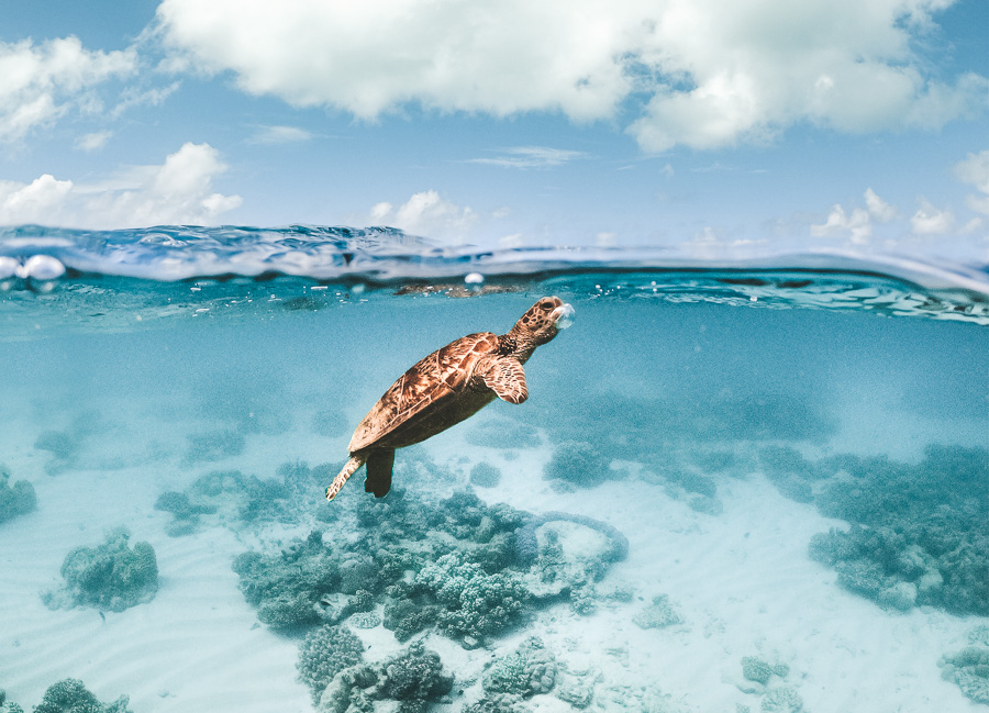 a turtle swimming in the clear blue water.